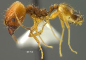 Media type: image;   Entomology 34188 Aspect: habitus lateral view